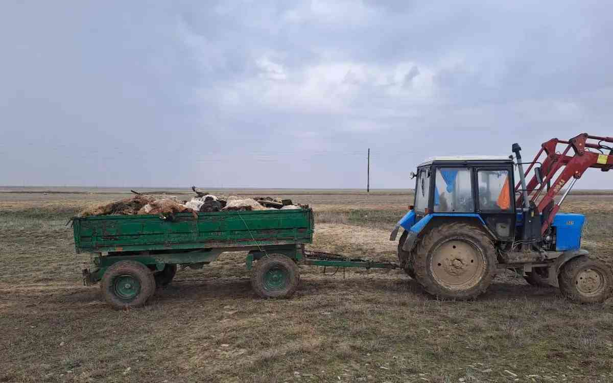 Батыс Қазақстанда мал өлекселерін жою жұмыстары жүргізіле бастады