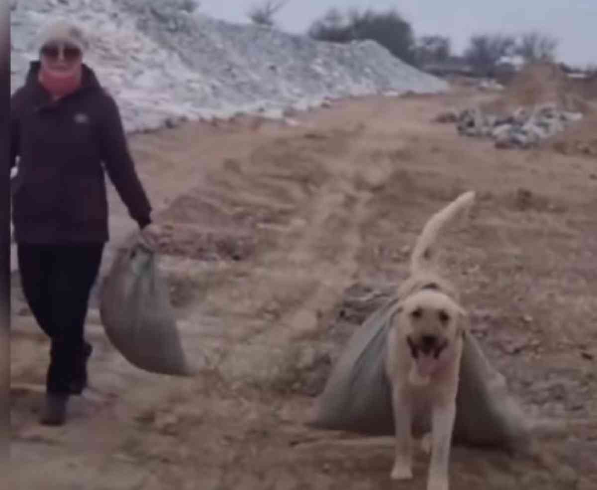 Ит те көмектесіп жатыр: әсерлі видео жарияланды