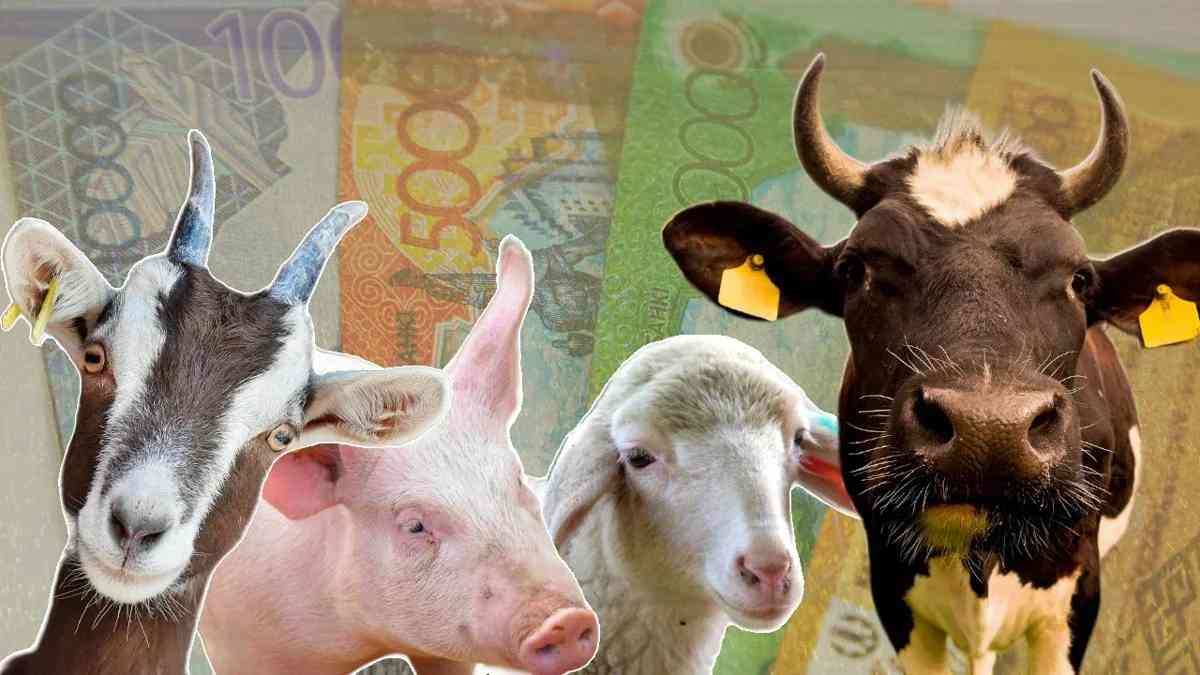АШМ: Қазақстанда ірі қара саны – 8,8 млн, қой – 21,5 млн, жылқы 4,7 млн басқа жетті