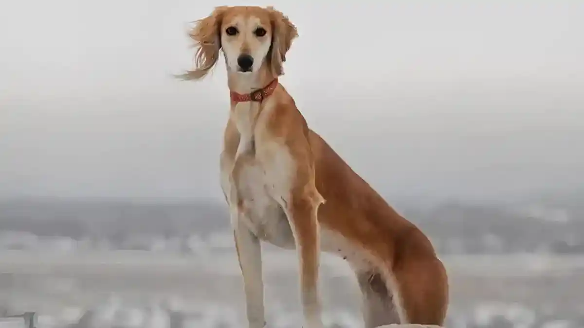 Қазақ тазысы халықаралық деңгейде мойындалды