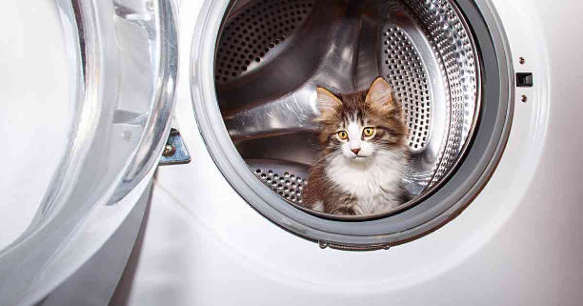 Жетісулық әйел апта сайын мысығын кір жуғыш машинаға салып жуған