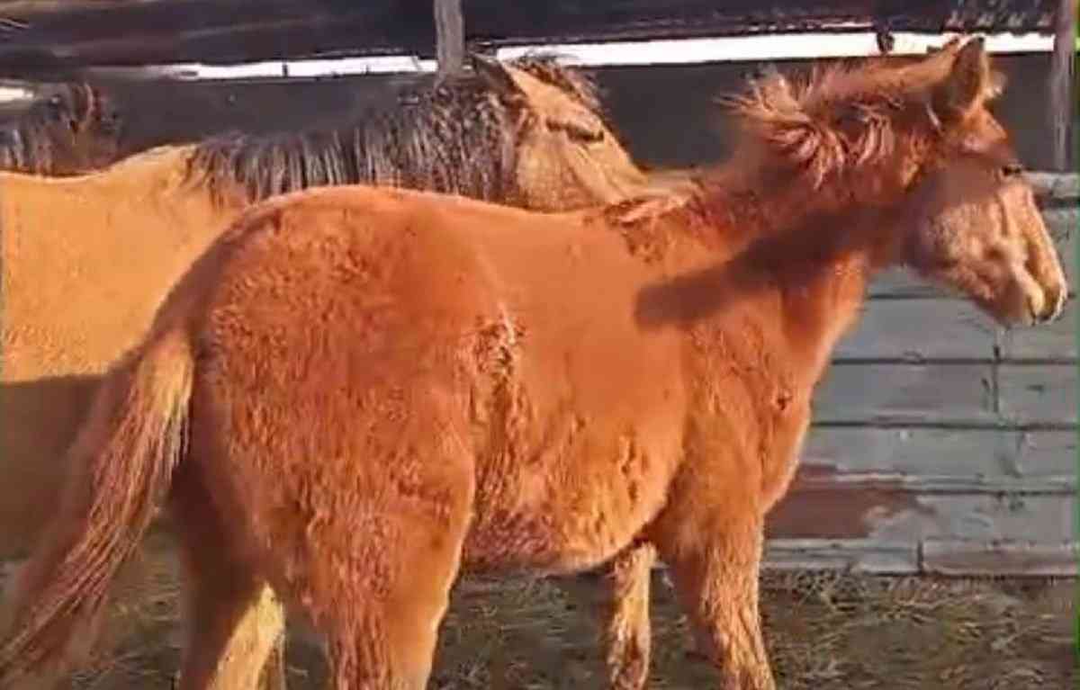 Алматы облысында бір үйір жылқыны атып, сойып алып кеткен