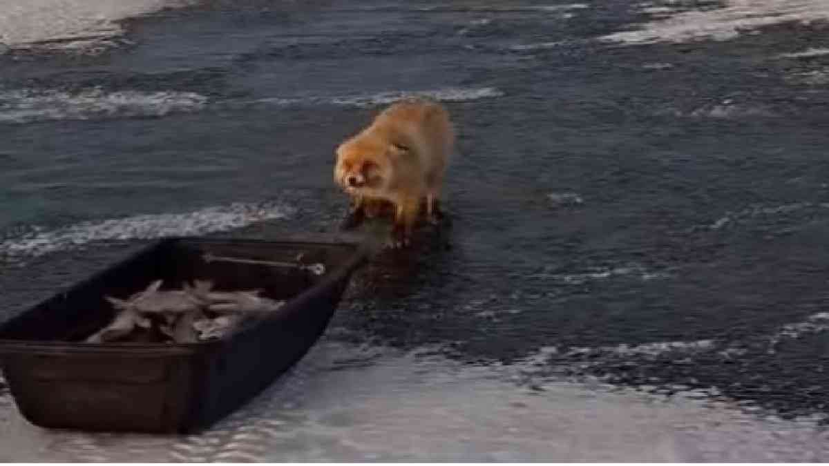 Балықшылардың балығын әкетпек болған түлкі видеоға түсіп қалды