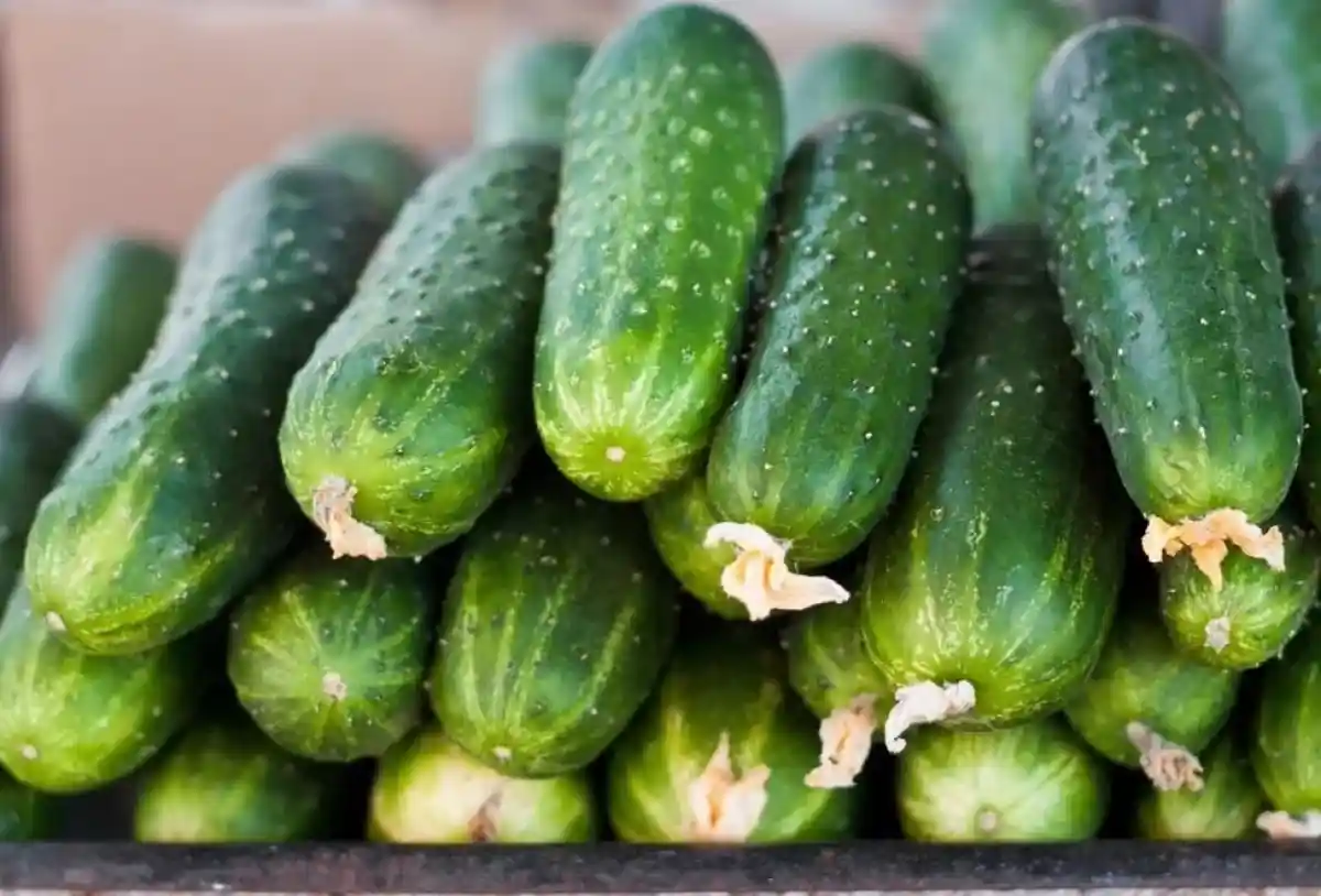 Вице-министр қияр бағасының өсуін ауа-райының қолайсыздығымен түсіндірді