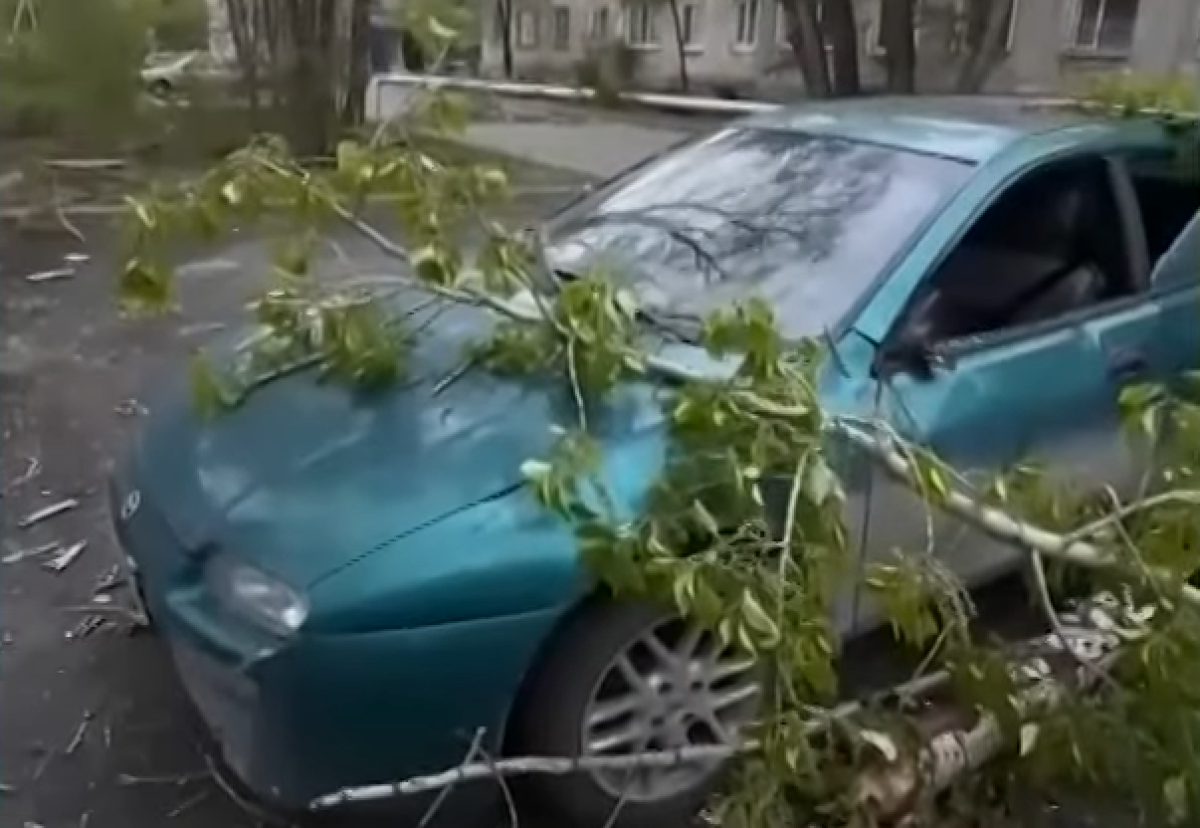 Көлігіне ағаш құлаған әйел әкімдіктен бірнеше миллион теңге өтемақы алды