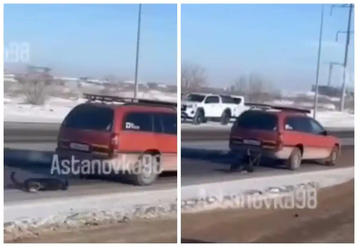 Астана тұрғыны жүрмей қойған итін көлікке байлап сүйреген