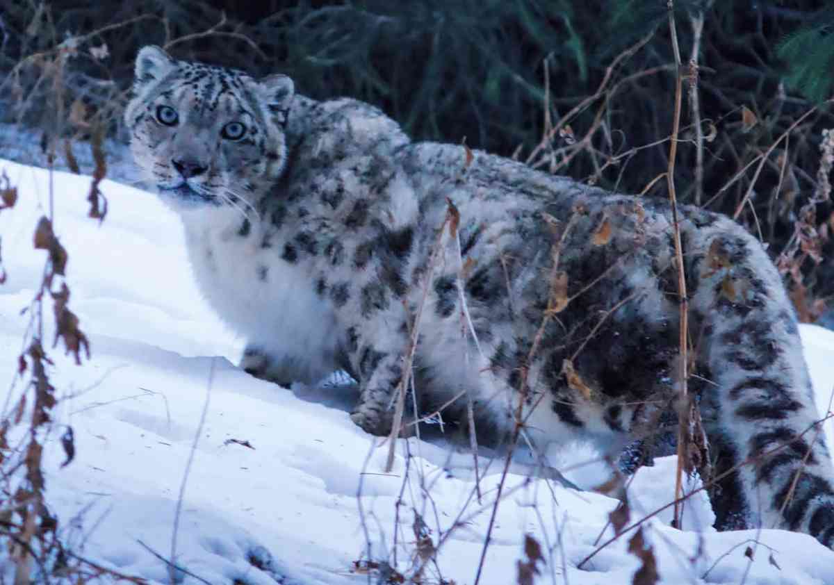 Алматы маңында адамдардың көптігі қар барысына қауіп тудырды