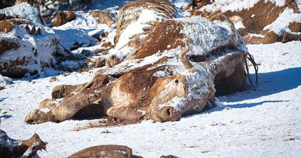 Атырау облысында бірнеше ірі қара мал суға батып кеткен