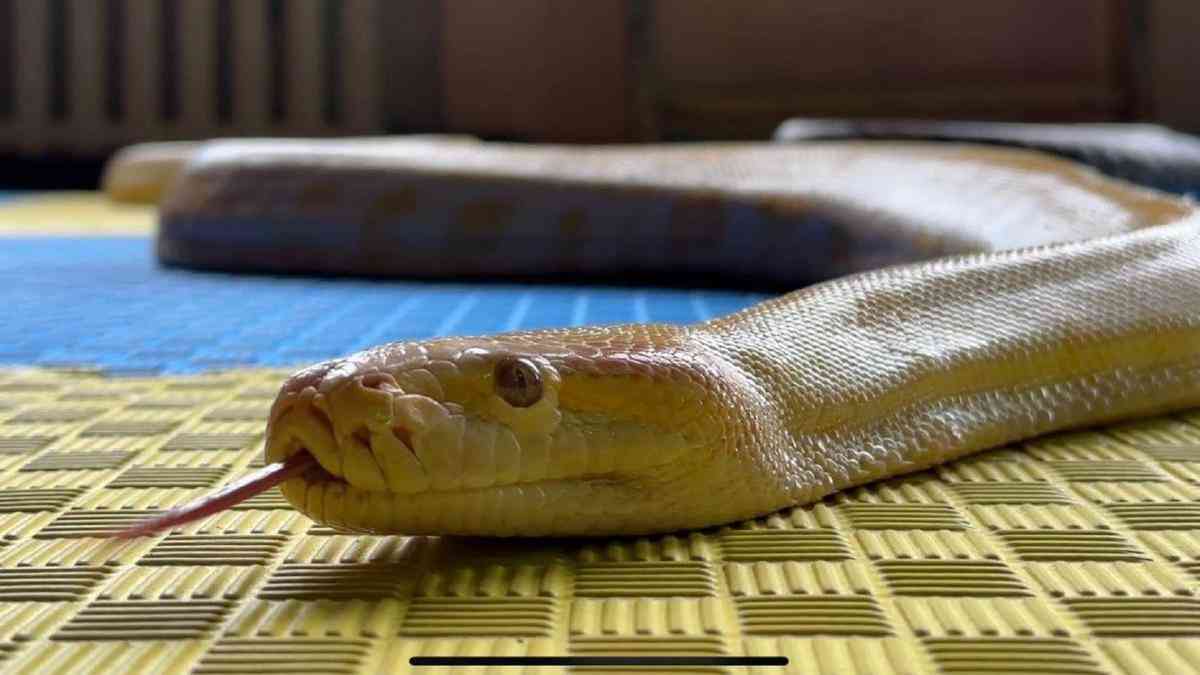 Жылан жайлаған жатақ