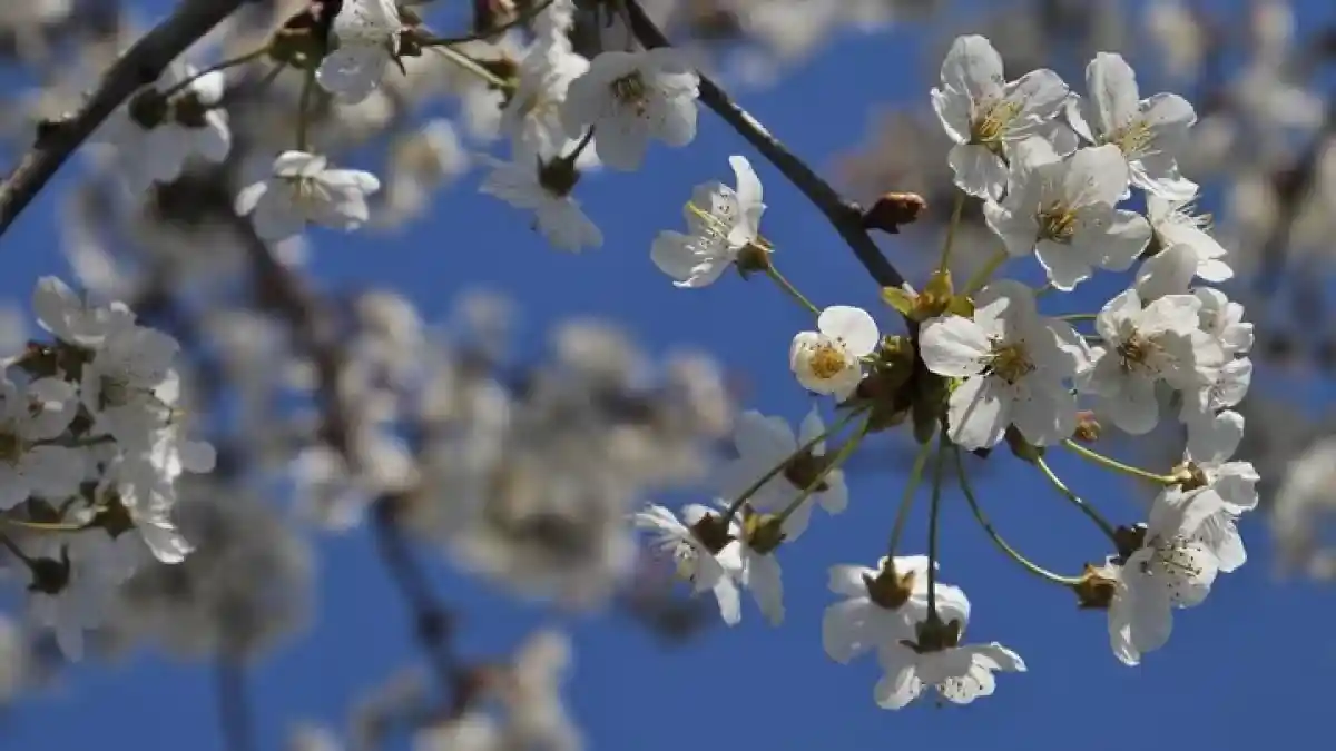 25 градусқа дейін жылы: мереке күндері Қазақстанда күн райы қандай болады