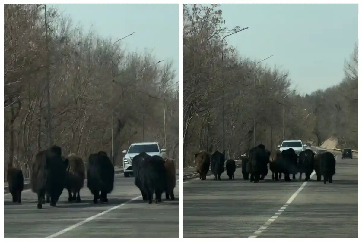 Тауда өмір сүретін жабайы жануарлар Медеу жолдарына түсіп тұрғындарды шошытты