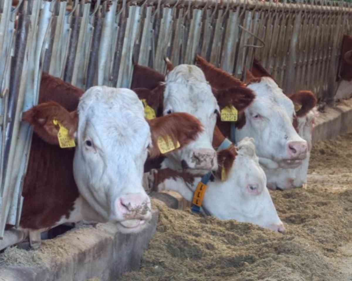 Павлодар облысымен іргелес өңірде жұқпалы дерт өршіп тұр