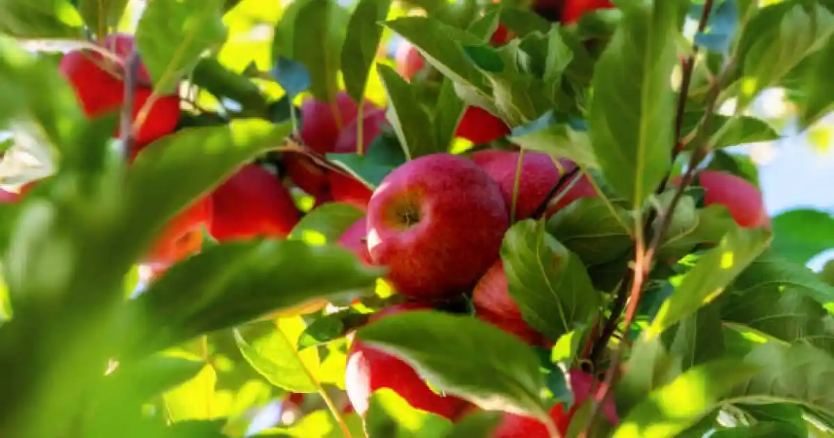 Алма бағына бөлген қаржыны талан-таражға салған