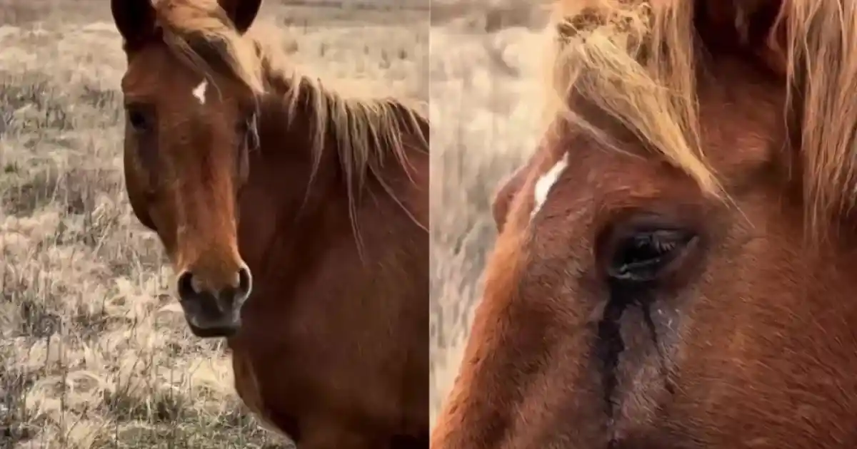 Бие жылаған күн