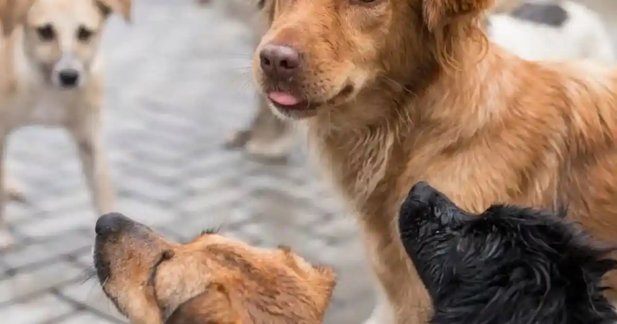 Қаңғыбас иттерден 41 мыңнан астам адам зардап шекті