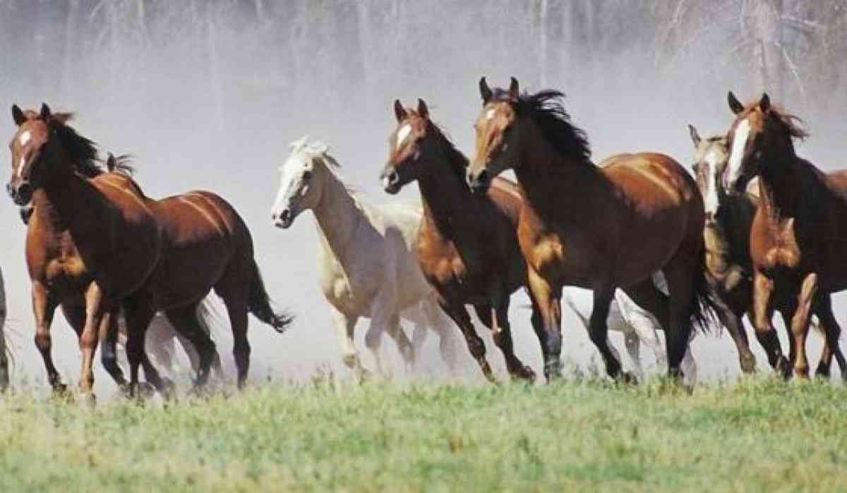 Жамбыл облысында үйір-үйір жылқыны ұрлап жүргендер ұсталды