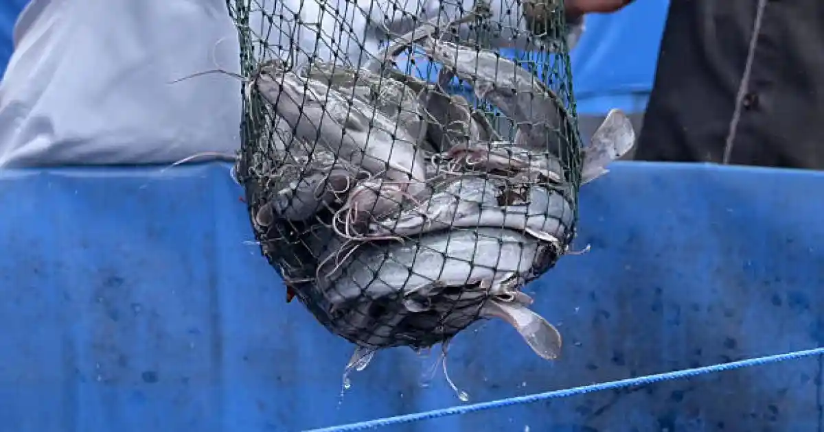 Көлігінен бекіре табылған атыраулық тұрғын жауапқа тартылды