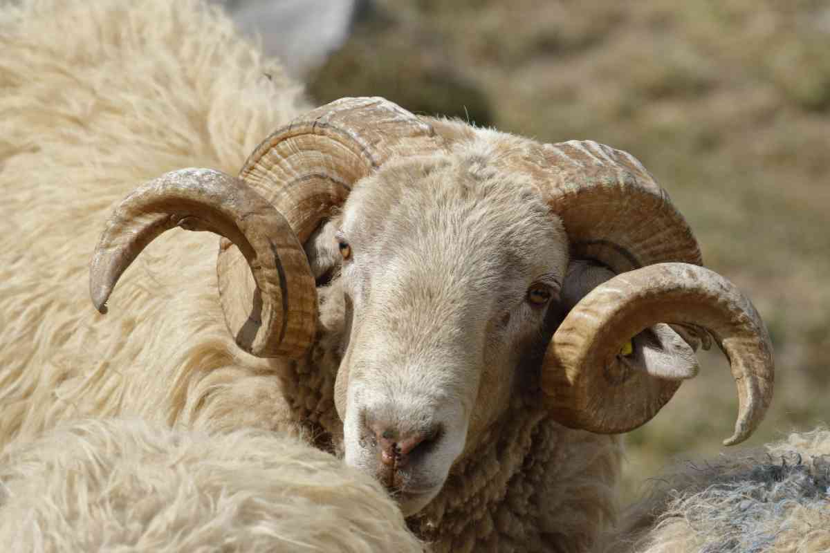 Құрбандықты онлайн шалуға бола ма: Имамдар үкімін айтты