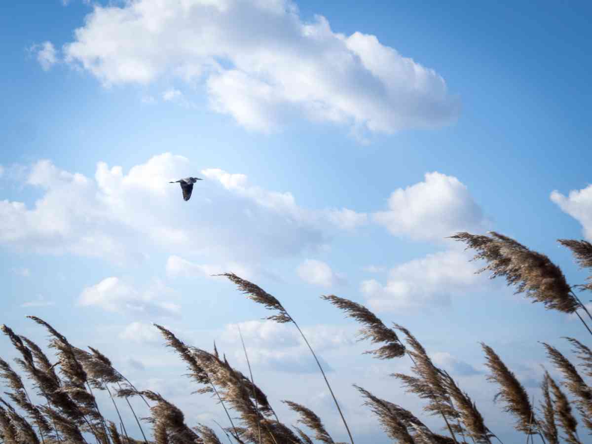 Қазақстанның бірнеше өңірінде дауылды ескерту жарияланды