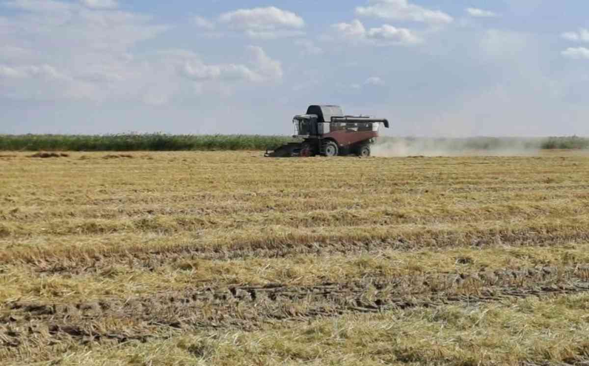Қызылордада 400 мың тоннадан астам күріш жиналды